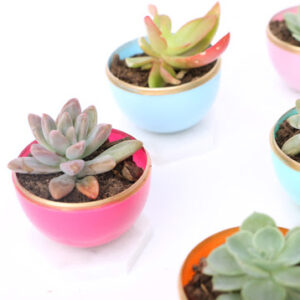 small colourful succulent planters